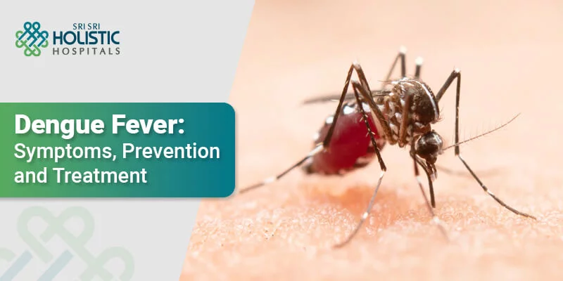 Dengue Fever: Symptoms, Prevention and Treatment