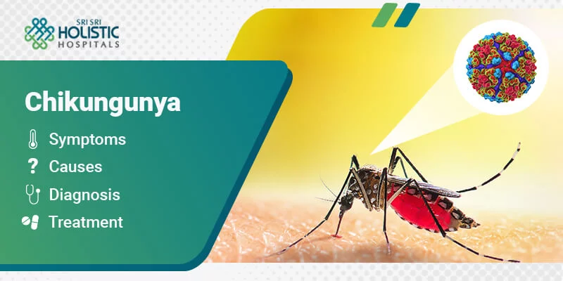 Chikungunya: Symptoms, Causes, Diagnosis, and Treatment